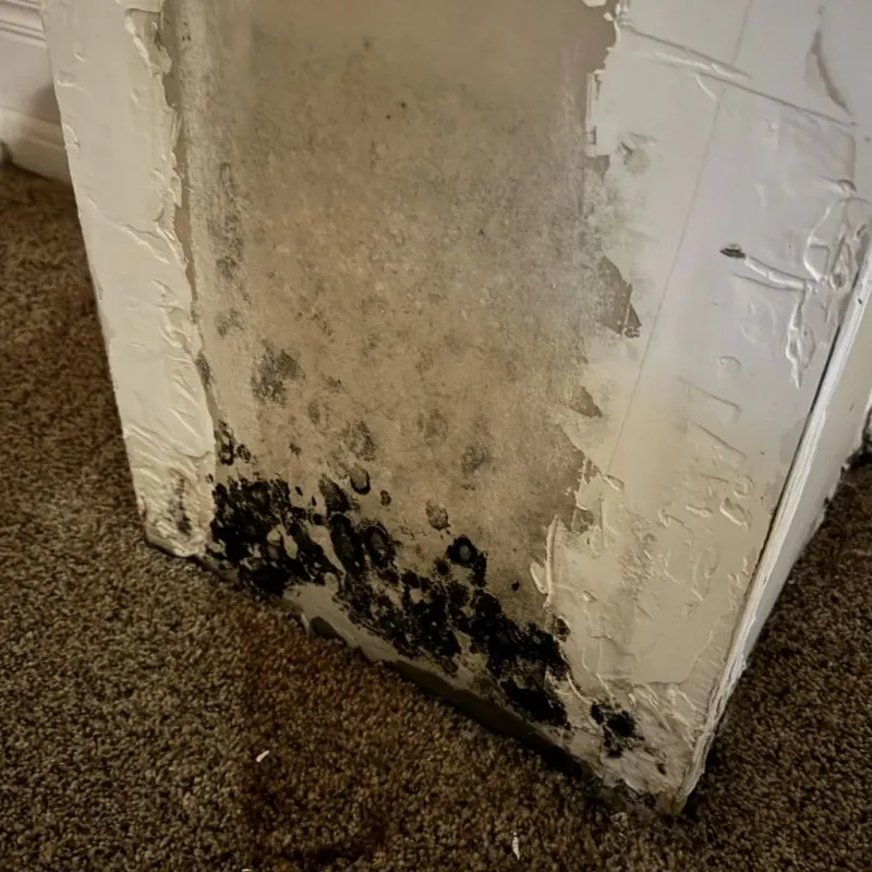 Professional Mold Removal in Douglass, KS